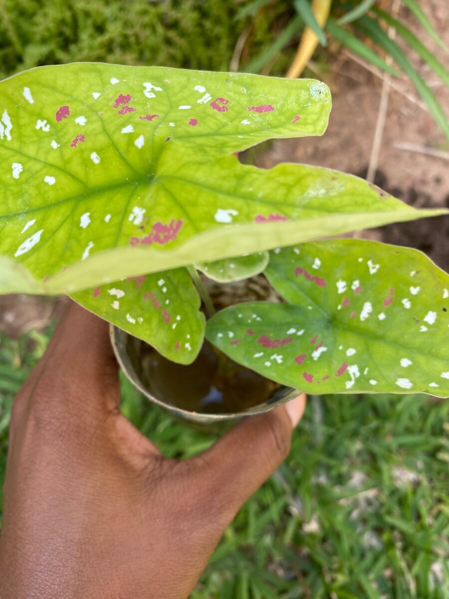 Florida clown (Caladium Bicolor Polka Dot)