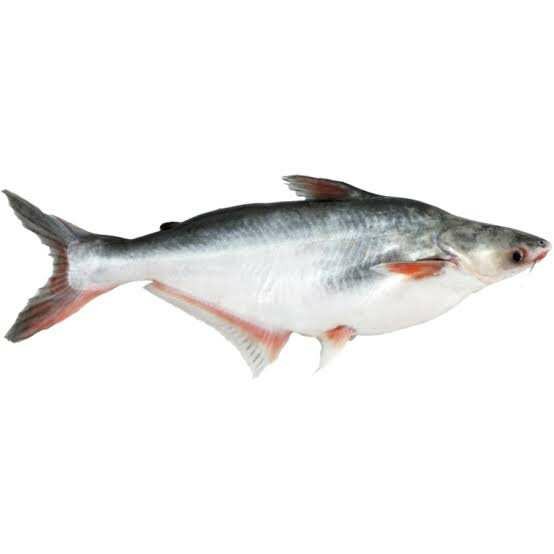 Poisson Pangasius 10kg