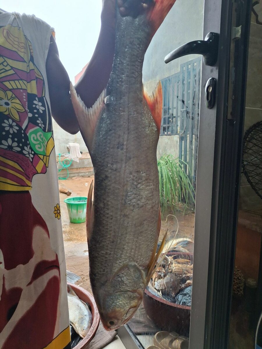 Poisson frais de mer