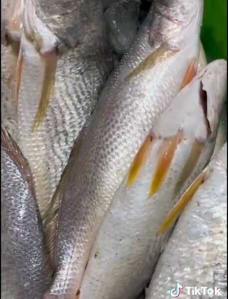 Crabes et poissons frais