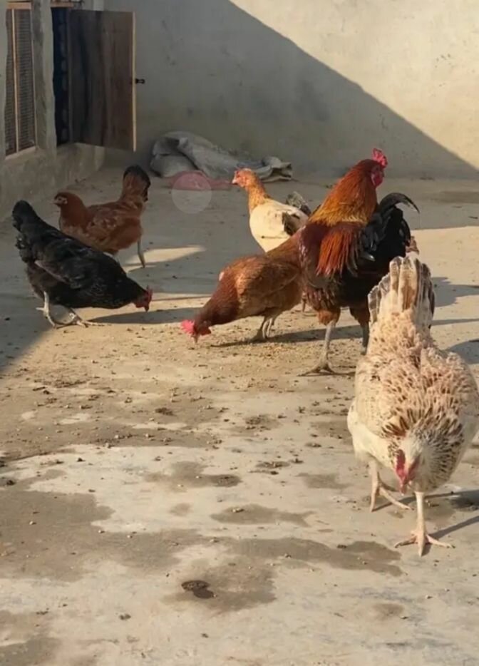 Pure Organic Desi eggs