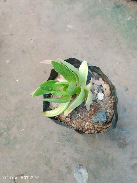 plantes vertes d'intérieur