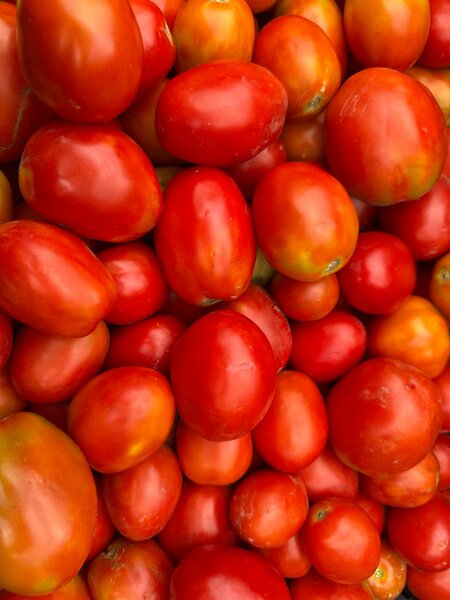 Tomates fraîches de qualité