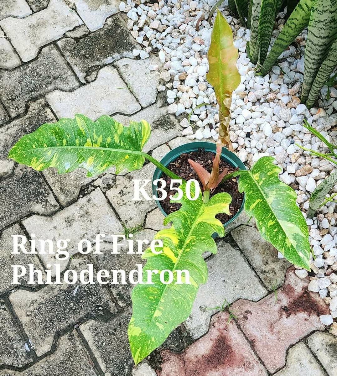 Plants & Soil Enhancers