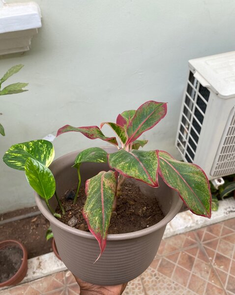 Chinese Evergreen Flower and Devils vine flower