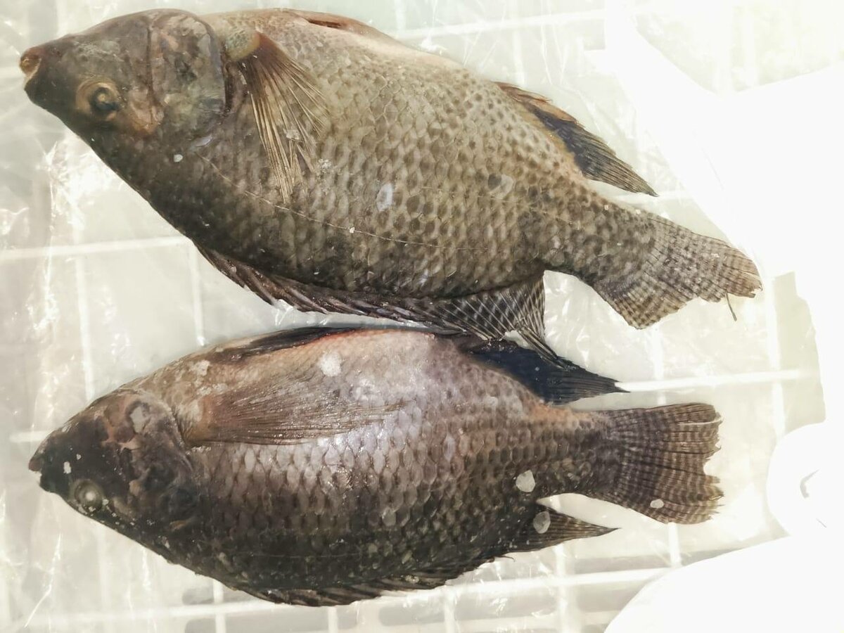 Poisson Tilapia Frais