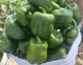 Green paper 1kg