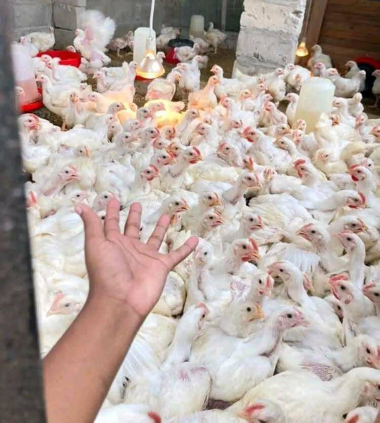 Poulets frais fermiers