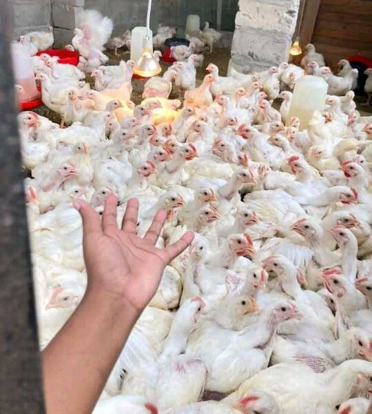 Poulets frais fermiers