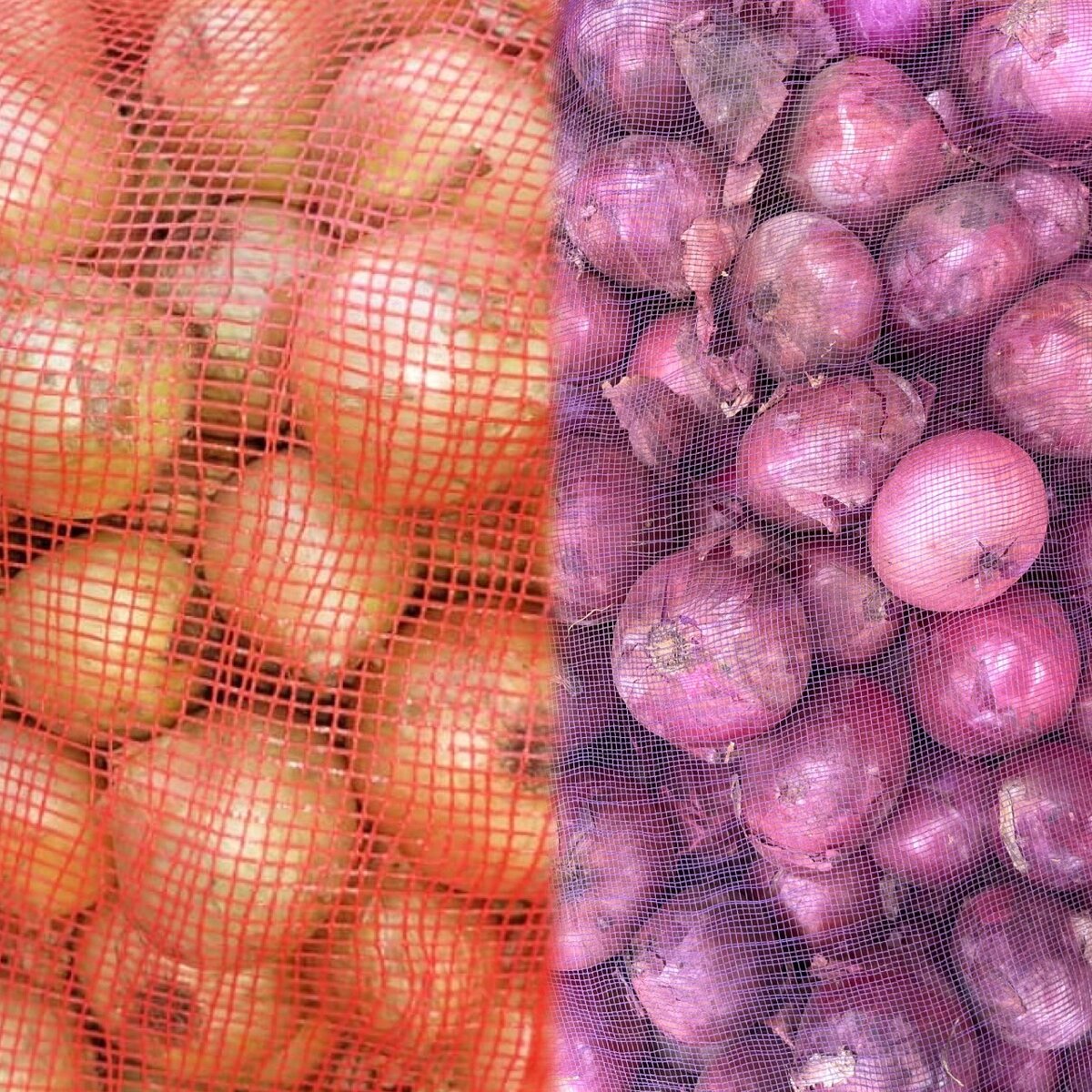 Oignons frais en gros