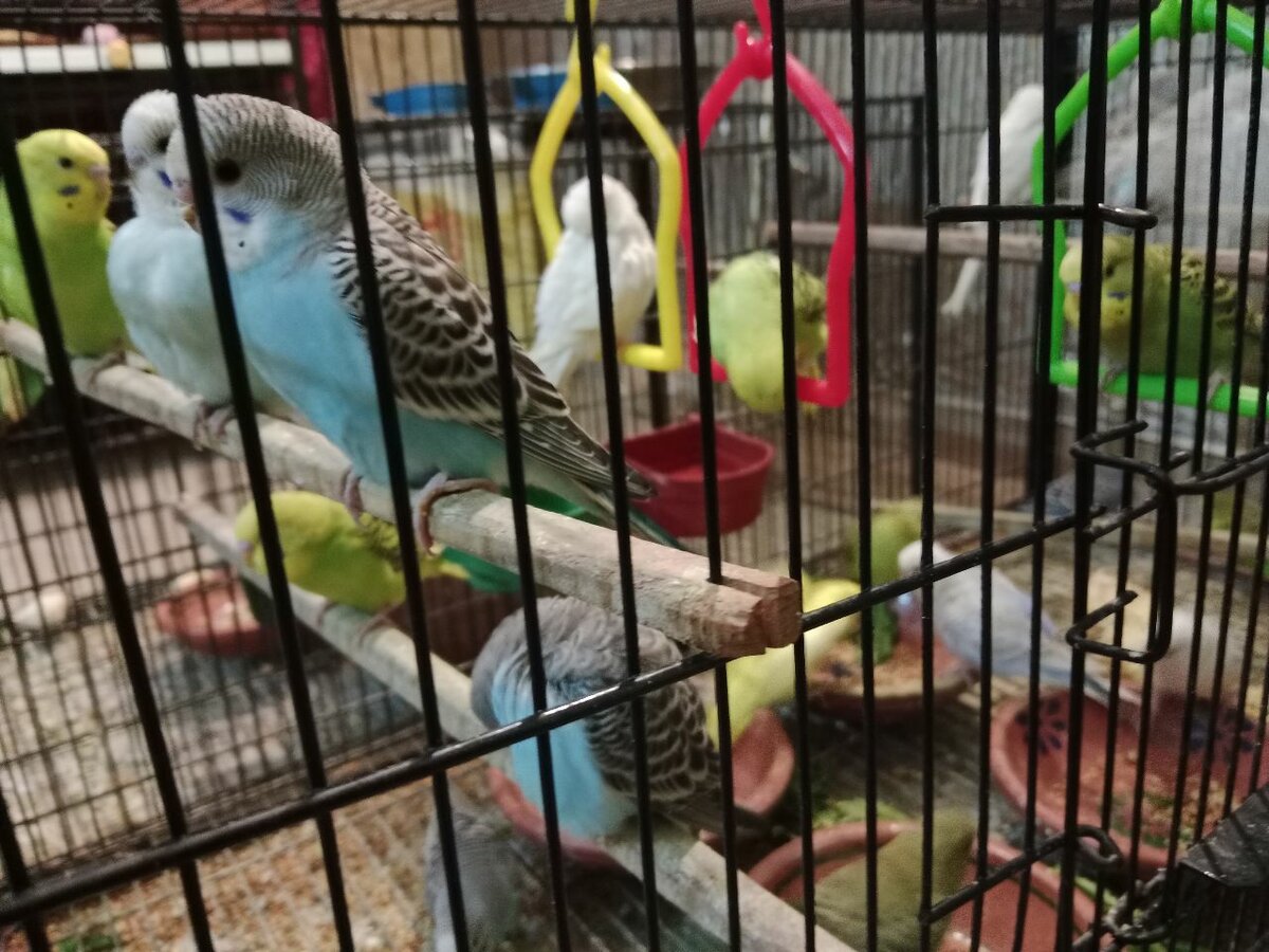 Australian budgies 2 pairs at discounted price