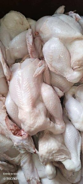 Poulet de chair frais