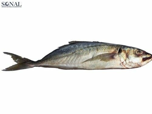 Poisson chacha gros  20kg