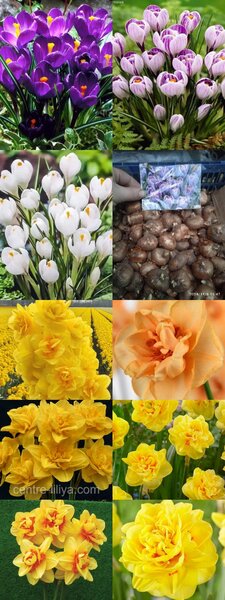Тюльпаны,гиацинты, крокусы