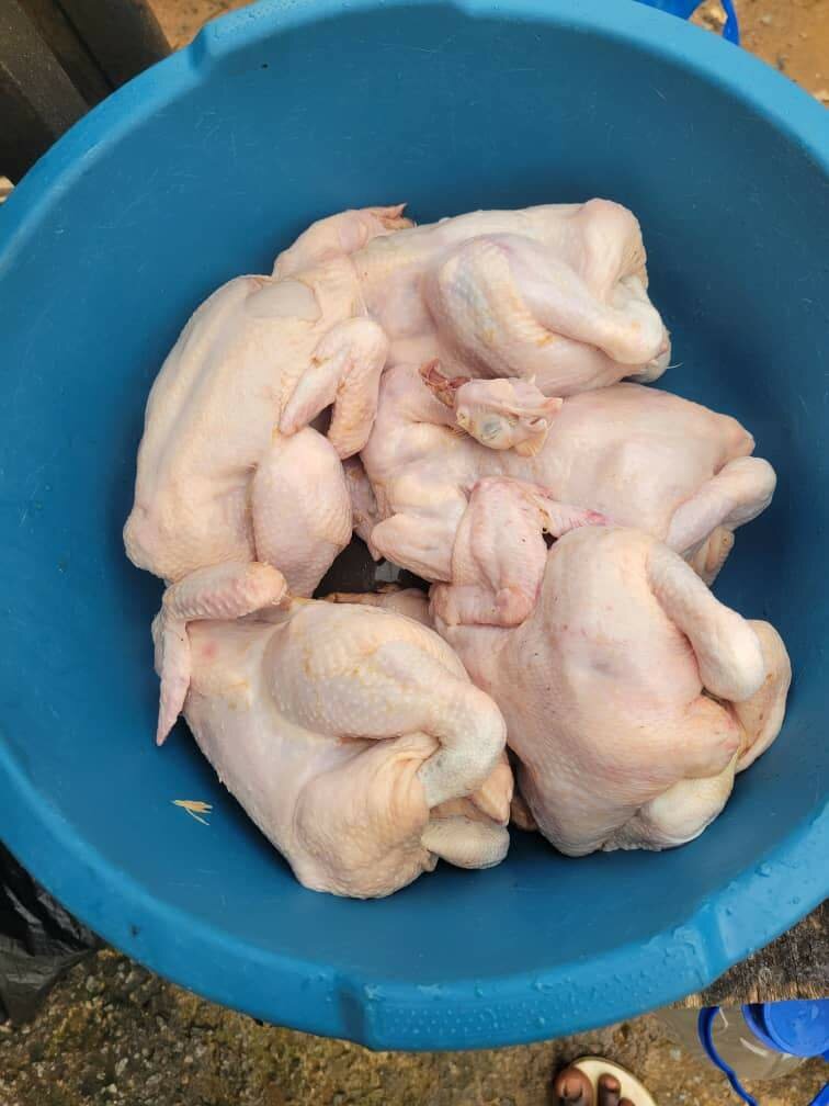 Poulet de ferme frais