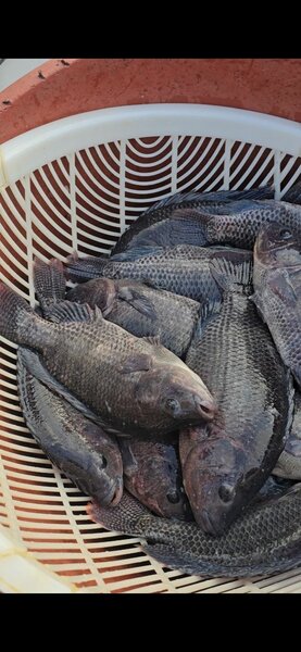 Carpes d'eau douce : 500g-800g