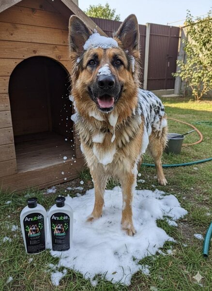 Shampooing Anubis pour Chiens
