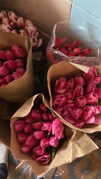 Голландские тюльпаны