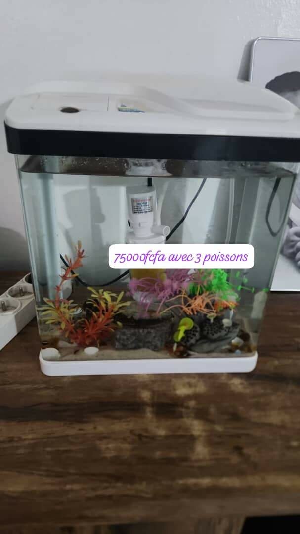 Aquarium compact avec poissons