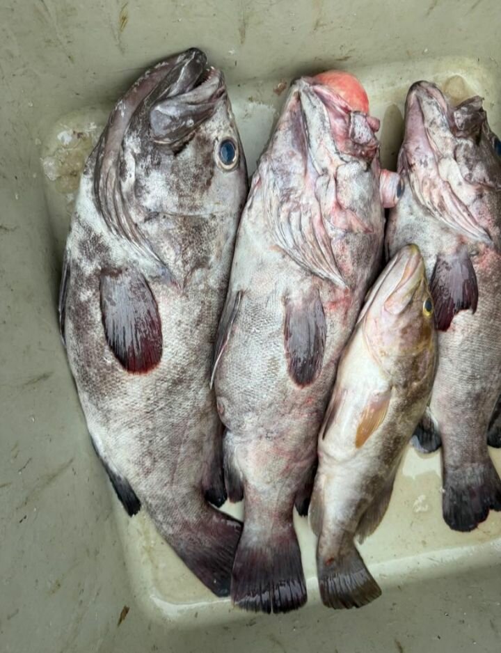 Poisson Frais de la Mer