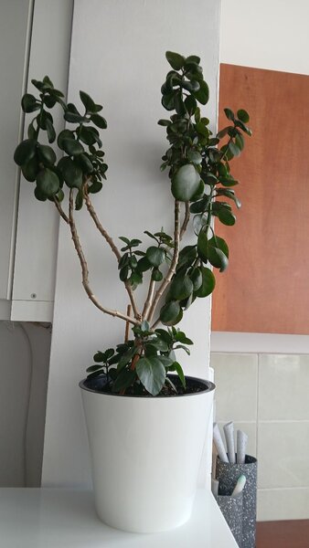 Цветы растения взрослые вместе с землей и горшками