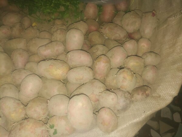Patato1kg