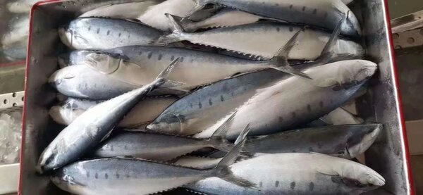 Barracuda vrai brochet 10kg