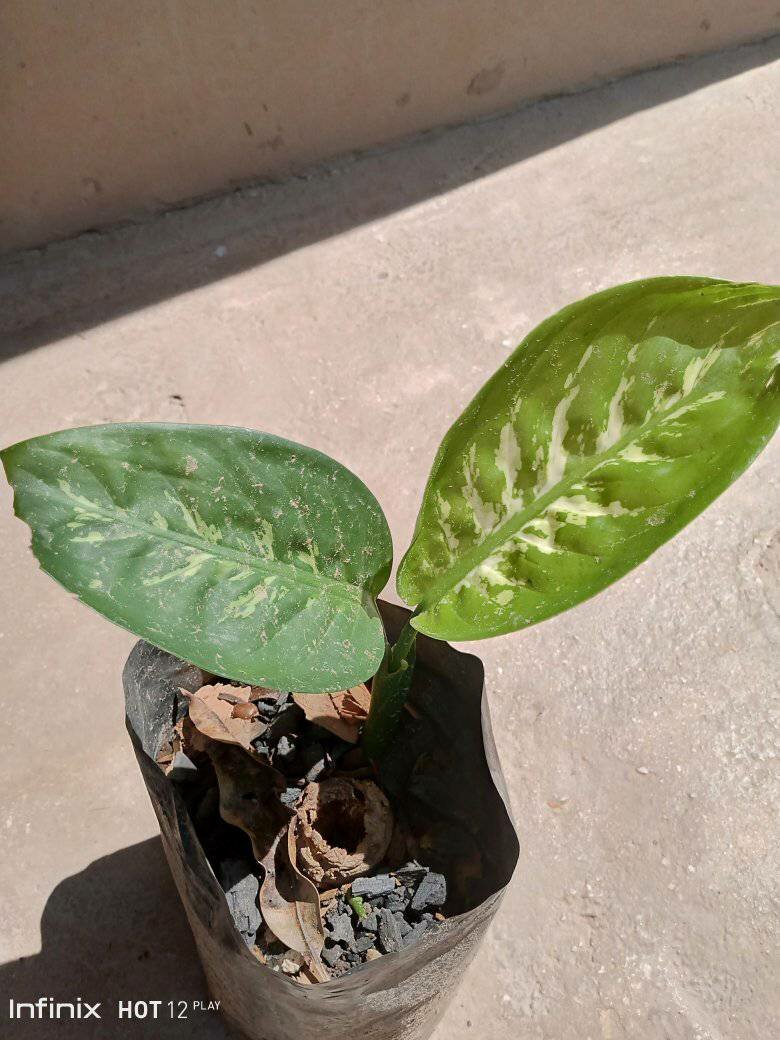 plantes vertes d'intérieur