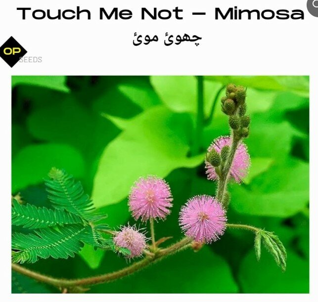 Touch Me Not (Mimosa) seeds