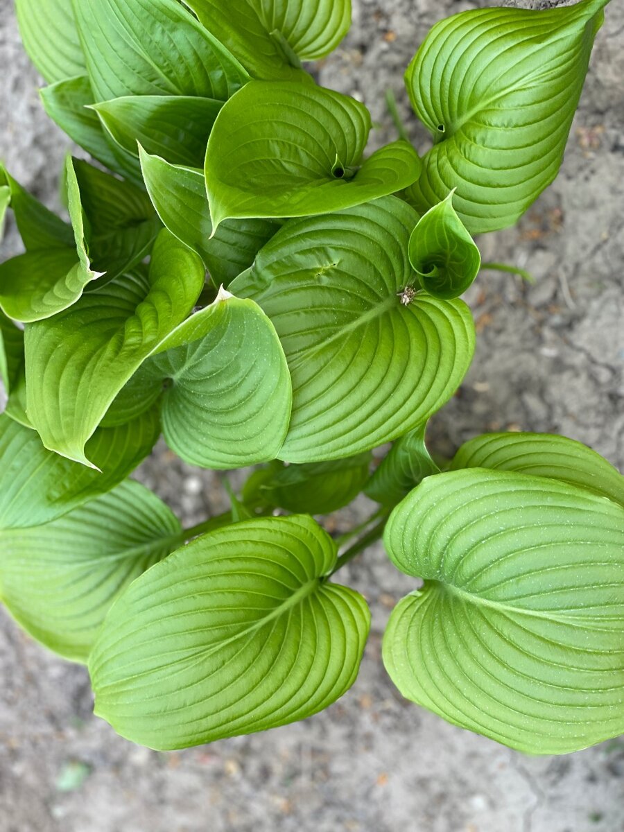 Хоста (есть сорта)