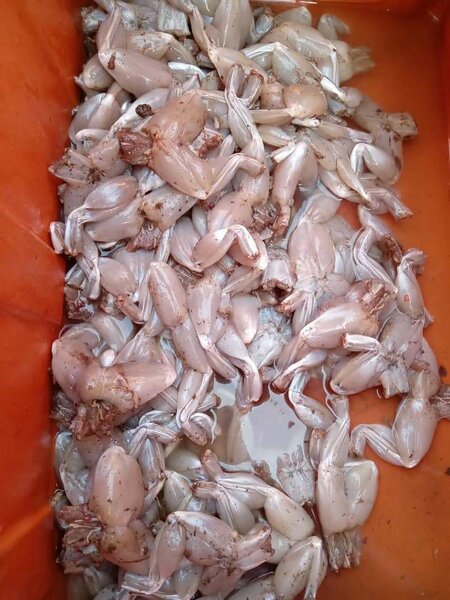 Cuisses de grenouilles fraîches