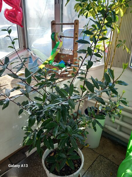 Лавровое дерево, НЕ КАПРИЗНОЕ , УСТУПКА БУДЕТ