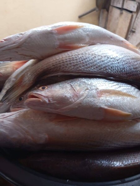 Sosso fraîchement pêché