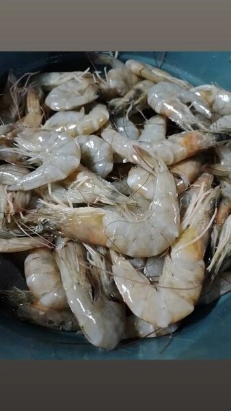 Crevettes
