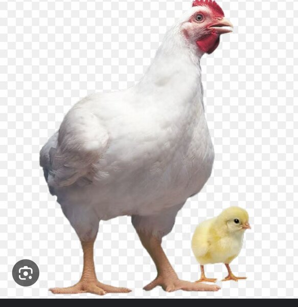 Poulet