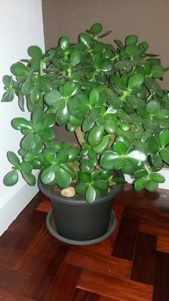 plantes vertes d'intérieur