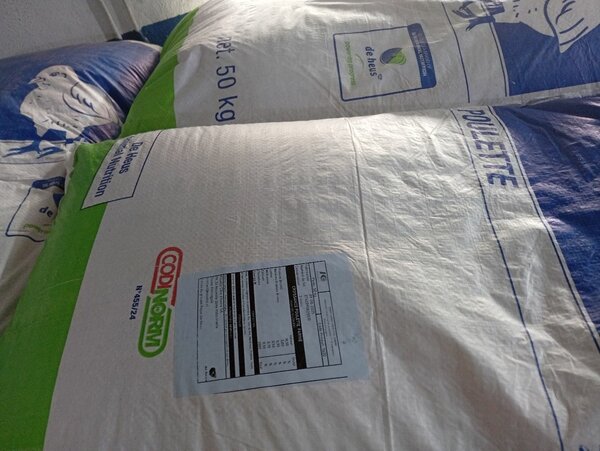 Croissance poulette koudijs