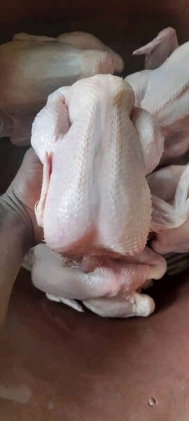 Poulet Frais Prêt à Cuisiner