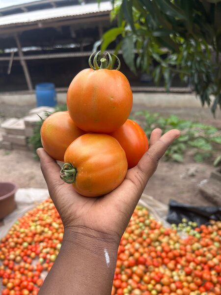 Tomates fraîches bio