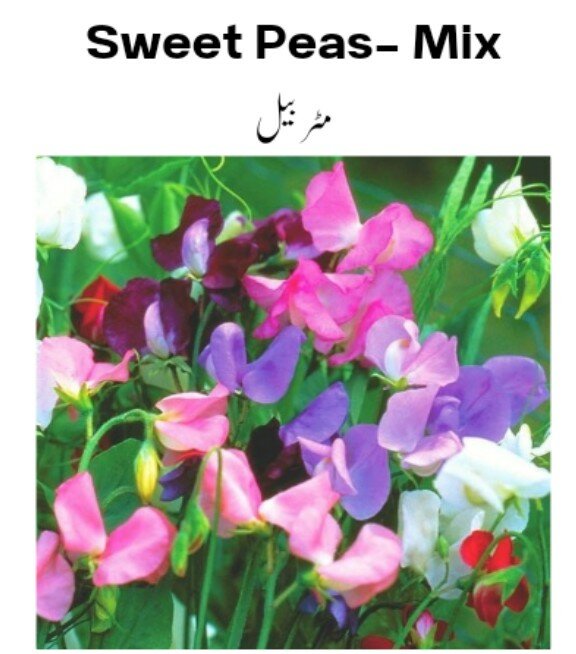 Sweet Peas Seeds (Winter)