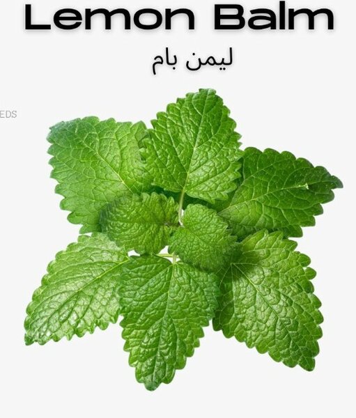 Lemon Balm Seeds