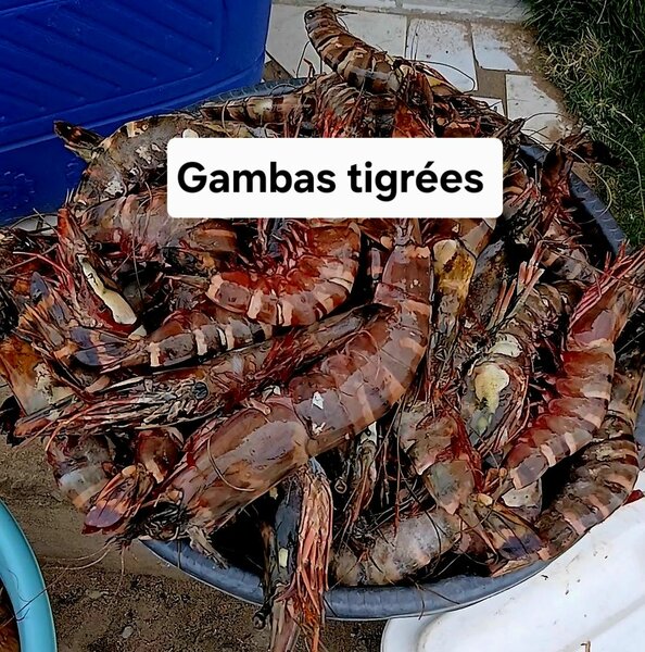 Gambas tigrées fraîches