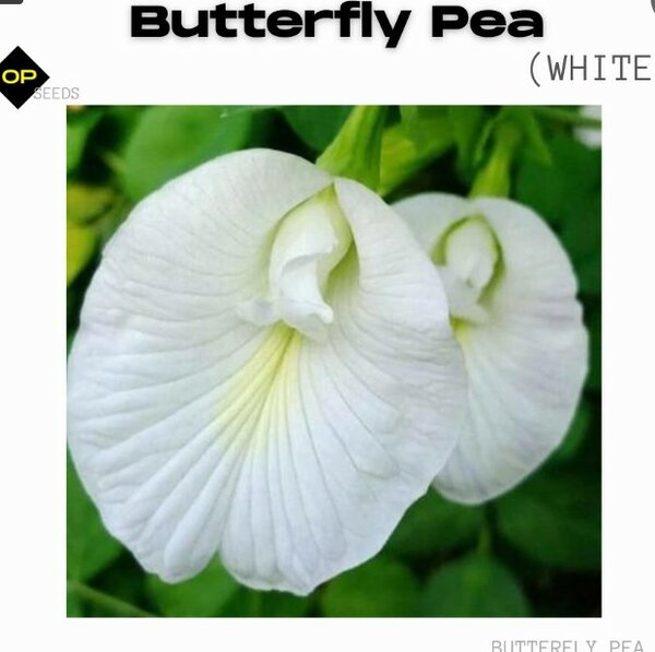 Butterfly Pea Seeds – White