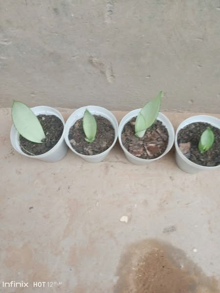 plantes vertes d'intérieur