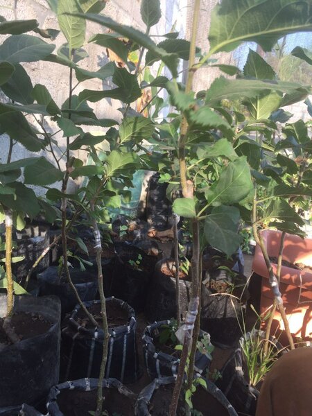 Apples, Soursop, papaya, Hass avocado, strewberry etc