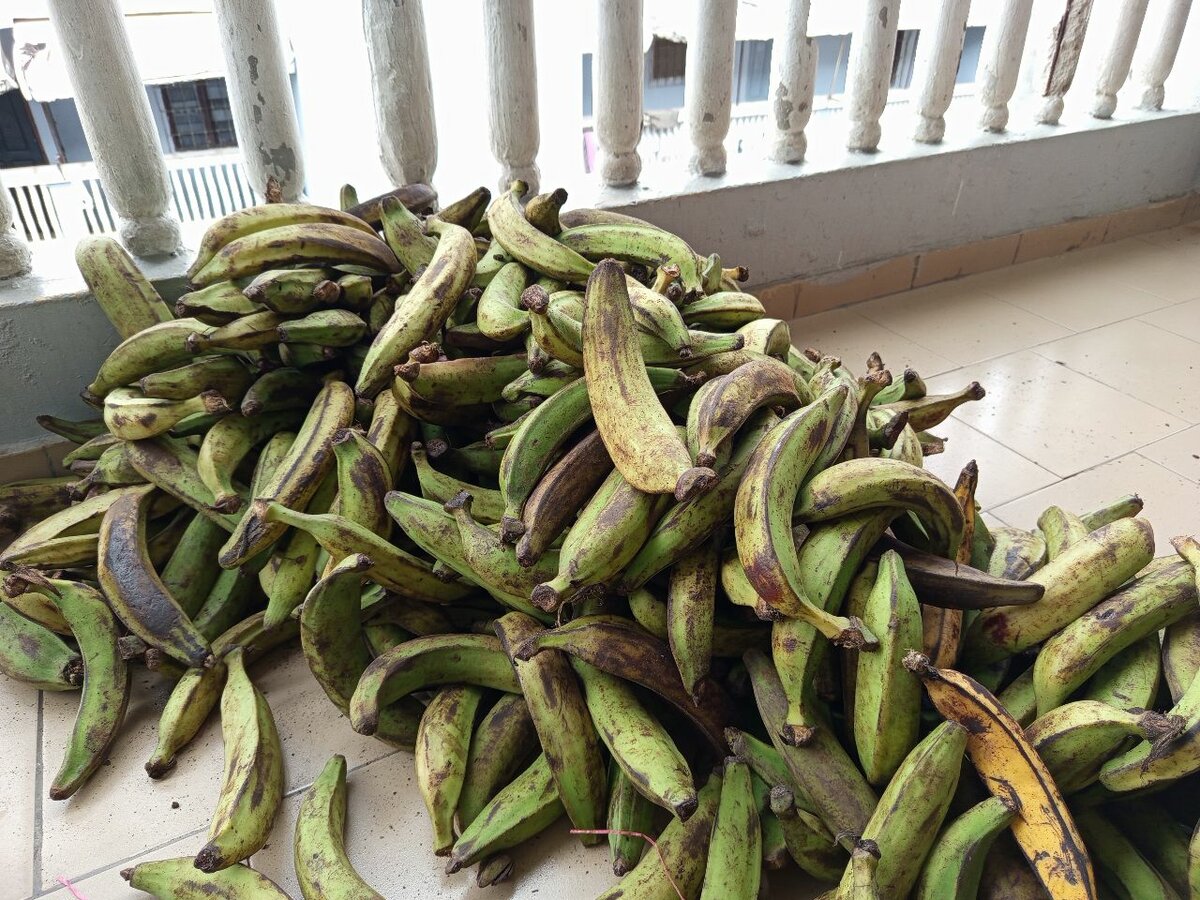 Banane plantain