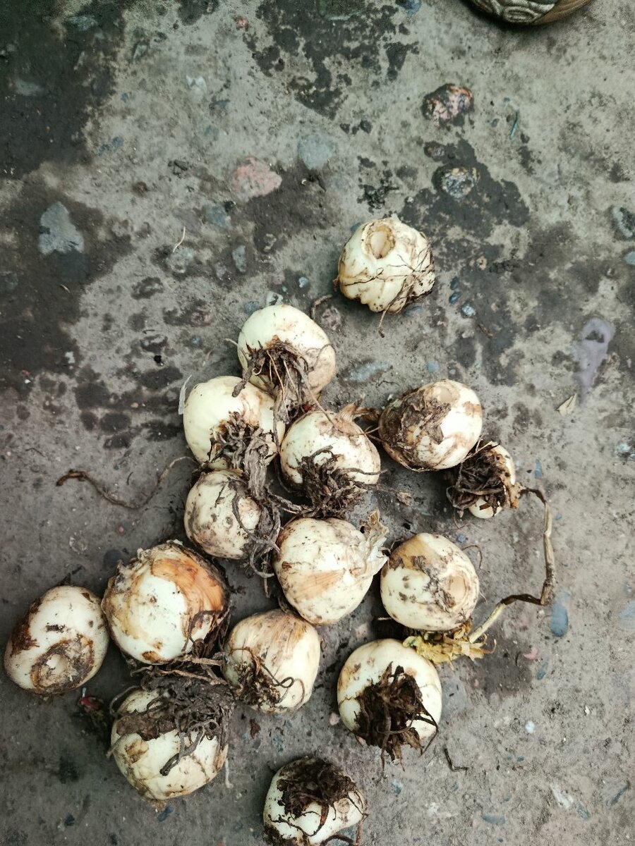 Императорский рябчик