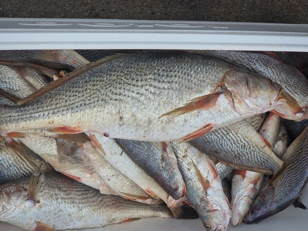 Poissons frais en gros