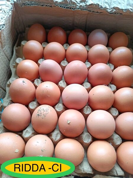 Œufs Fermiers Frais