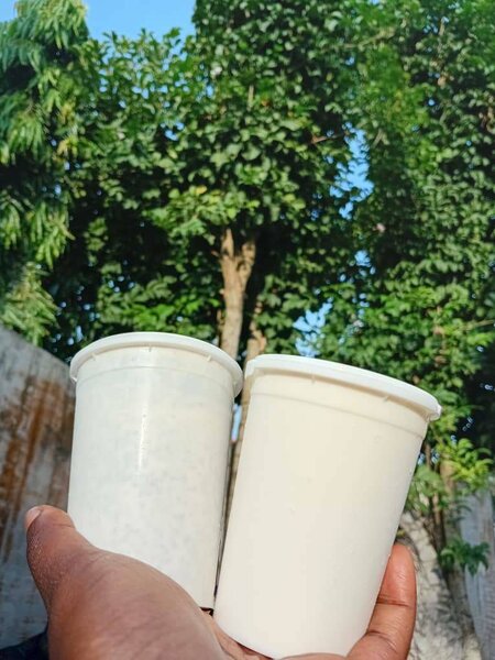 Pots de yaourt naturel